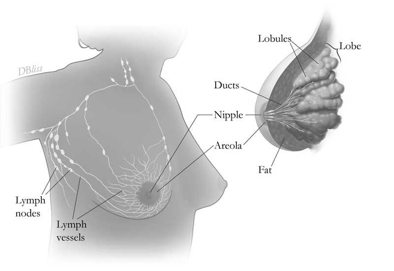 breast-anatomy.jpg