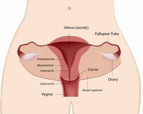 cervical-cancer-anatomy