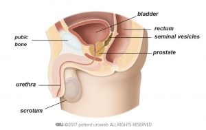 bladder in men