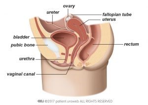 bladder in women