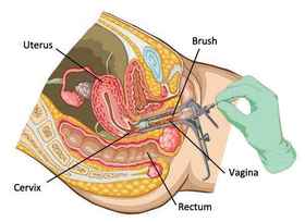 Cervical Inside Anatomy