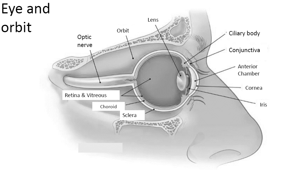 eye cross section