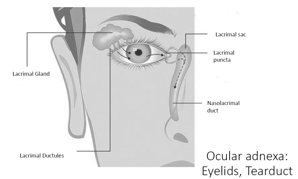 Ocular Adnexal picture