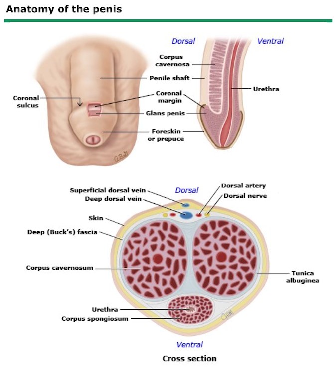Anatomy of penis
