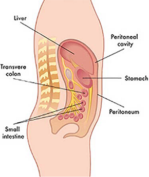 Peritoneal Cavity