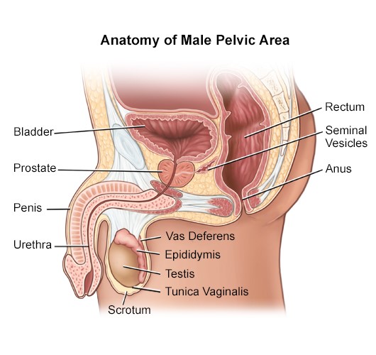 Anatomy of male pelvic area