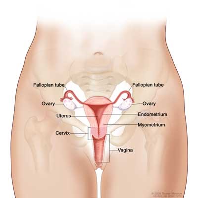 Womb Cancer